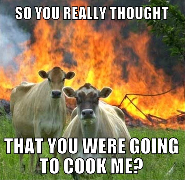 Angry cows meme