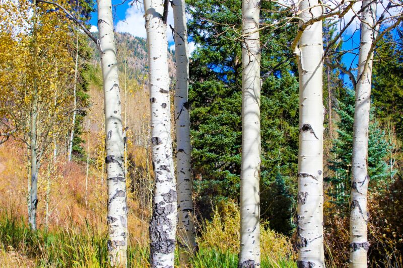 Aspen, Colorado