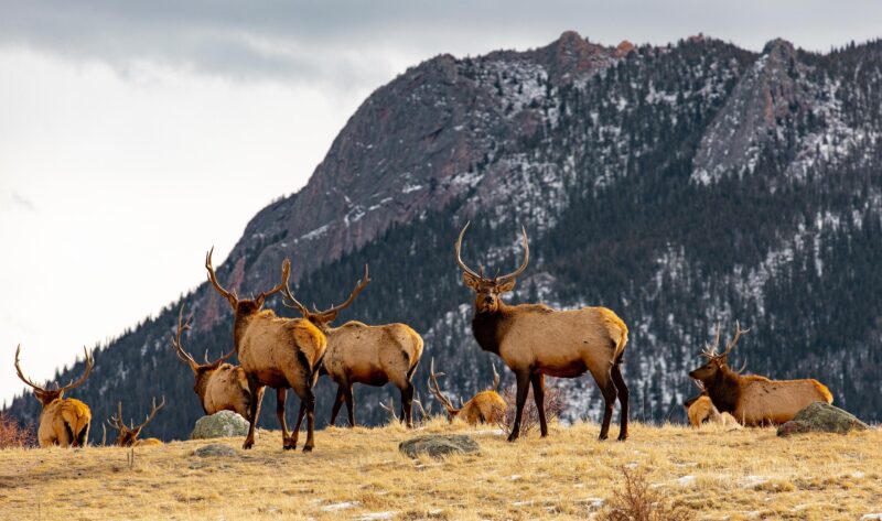 Elk in Nature